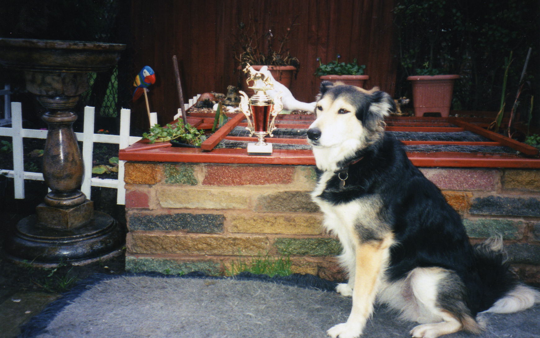 Collie dog - Tara